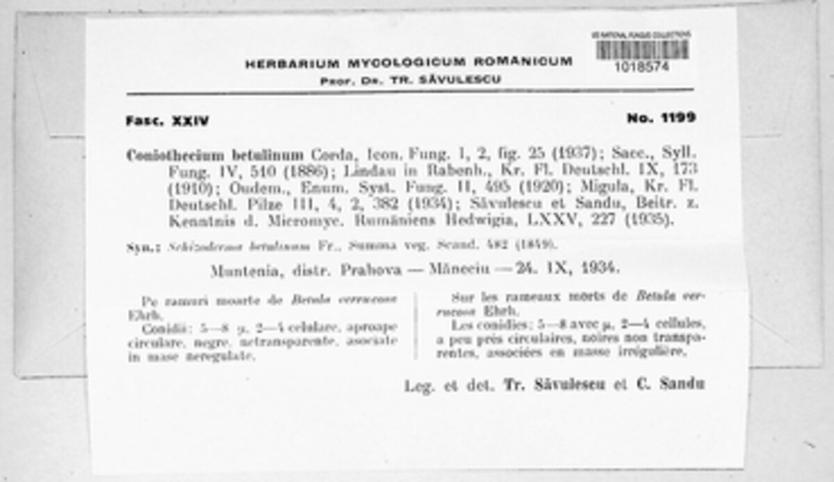 Trimmatostroma image